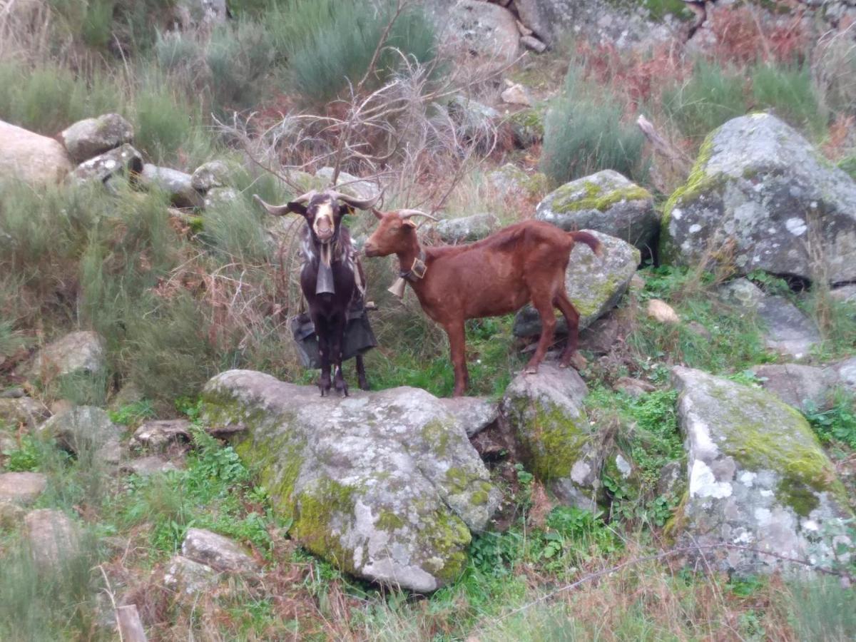 Marvão Casas Do Contrabando Bed & Breakfast エクステリア 写真